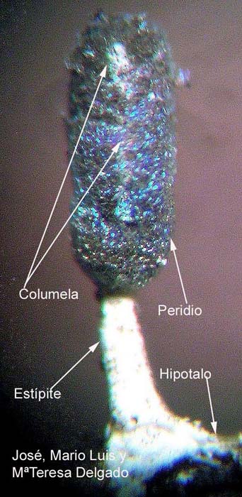 Diachea leucopodia  detalle de esporangio